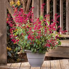 Image result for Satyrium buchananii