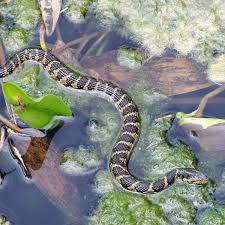 Black And Orange Snake Florida Poisonous These Venomous Florida Snakes Look A Lot Like Their Harmless Cousins Can You Tell The Difference Snake Florida Water Florida