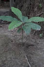 Image result for Anthocleista