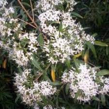 Image result for Pavetta troupinii