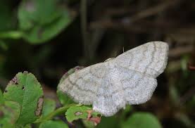 Image result for Scopula ternata