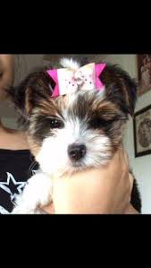 In the right home, a yorkshire terrier puppy can grow to be a. Biewer Yorkie Puppy For Sale In Miami Florida Classified Americanlisted Com