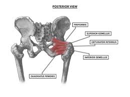 Iliopsoas, tensor fasciae schematic diagram of the cruciate anastomosis around the hip joint. Crossfit Hip Musculature Part 2 Posterior Muscles