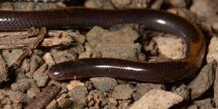 Pertanda ular masuk dalam rumah (sumber via merdeka.com). Ini Dia Spesies Ular Terkecil Di Dunia Mirip Cacing Tanah Pintarpet