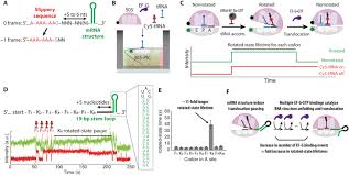 Rna is typically single stranded and is made of ribonucleotides that are linked by phosphodiester bonds. Mrna Structure In 1 Frameshifting Induces Translocation Pause A An Download Scientific Diagram