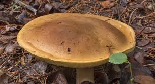 Image result for Boletus projectelloides