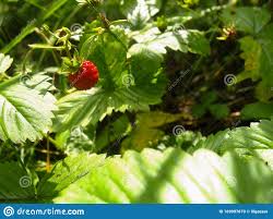 Mientras que las dietas te. Reunion Bayas Cultivadas Gratis En Un Bosque Comida Que Se Puede Encontrar En Un Bosque Foto De Archivo Imagen De Primer Fresco 169997670