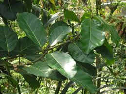 Image result for Ficus lutea