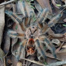 Image result for Brachythrix