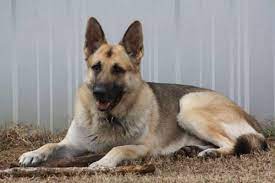 Call for items for sale. Akc German Shepherd Puppies For Sale In Peebles Ohio Classified Americanlisted Com