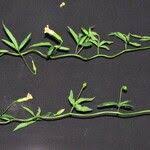 Image result for Merremia quinquefolia