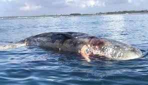 Masuknya polutan zat cair dan padat ke dalam ekosistem air d. Nusabali Com Ikan Paus Seberat 2 Ton Mengapung Di Lepas Pantai Mertasari