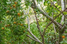 Image result for Pereskia aculeata