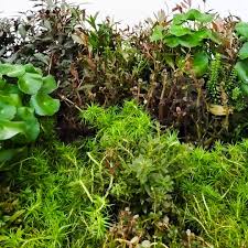 Image result for Syngonanthus angolensis