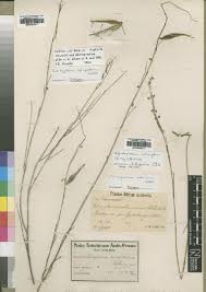Image result for Xysmalobium holubii