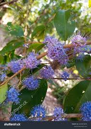 Image result for Memecylon