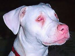 That's perfectly normal, considering you haven't had your own baby to observe. Pitbull Dog Pitbull Dog Blue Eyes