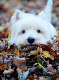 I rebound i am transformable. Westie Rescue Rehome Of Sacramento Home Facebook