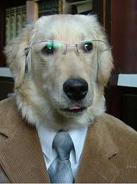 Professor Dog Always Had A Mind For Numbers He Became An Economist And Teaches At A University Dog Memes Animals Psychology Jokes