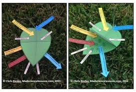 Teach Photosynthesis With A 3d Tree Leaf Model Freebie Kesler Science Photosynthesis Activities Plant Science Photosynthesis
