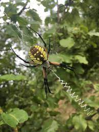 We did not find results for: Harmless Poisonous Spiders In Pennsylvania What Tops The List