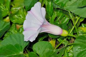 Image result for Stictocardia