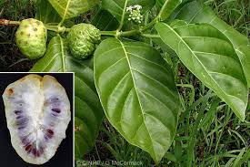 Image result for Morinda lucida