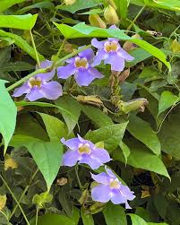Image result for Thunbergia masisiensis