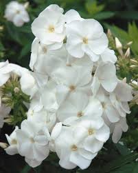 Image result for Phlox paniculata `Sweet Summer`