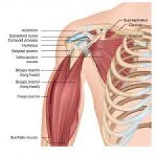 By enclosing the canal of the bicipital groove (intertubercular groove), it functions to hold the long head of the biceps tendon within the bicipital groove. Ligaments In The Shoulder Joi Jacksonville Orthopaedic Institute