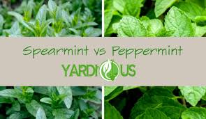 We did not find results for: Spearmint Vs Peppermint Uses Health Benefits And Recipes