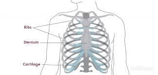 The rib cage surrounds the lungs and the heart, serving as an important means of bony protection for these vital organs.in total, the rib cage consists of the 12 thoracic vertebrae and the 24 ribs, in addition to the sternum. Pin On Aware