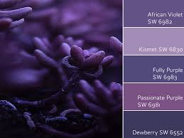Maybe you would like to learn more about one of these? African Violet Review By Laura Rugh Rugh Design