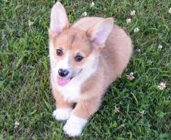 We did not find results for: Pembroke Welsh Corgi Puppies For Sale In Dallas Texas Classified Americanlisted Com