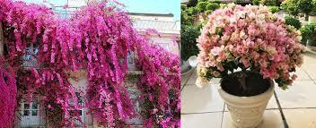 La résistance au froid et au gel varie si vous ne disposez pas d'une branche assez longue et souple, ou si votre bougainvillier est en pot, vous. La Plantation Du Bougainvillier Page 2 Sur 2 Jardin De Grand Meres