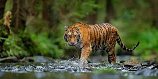 Image result for The mission of Wolf Haven International is to conserve and protect wolves and their habitat. Sanctuary / Education / Conservation