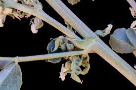 Image result for Trigonella anguina