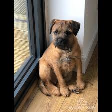 Image result for border teriér