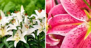 Maybe you would like to learn more about one of these? 15 Gorgeous Kinds Of Lilies To Grow For A Beautiful Garden Make House Cool