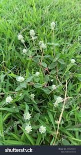 Image result for Alternanthera sessilis