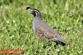 صور طائر الحجل معلومات عن طائر الحجل وفوائده Quail Eggs Quail Pretty Birds