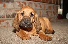 Bloodhound Pup Picture In Tan With Long Big Ears Jpg 1 Comment Bloodhound Puppies Bloodhound Dogs Puppy Pictures