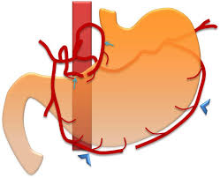 Gross anatomy the stomach (normal empty volume 4. Epos Trade