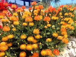Image result for Leucospermum