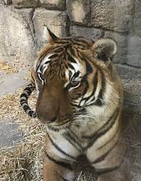 Tulsa Zoo Scary Animals Wild Cats Cute Pictures