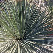 Dasylirion Glaucophyllum Cactus Palmtrees Encyclopedie