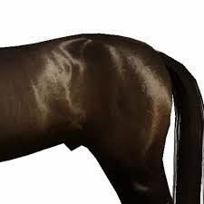 You may all know by now how much i complain search for horse thingy for my games in the sims 4, i'm sure… also, i very recently discovered . Hd Horse Coat Lakeside Saddlery