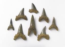 The shark will be smoothed and in the mold tomorrow. Fossil Sand Tiger Shark Teeth Photograph By Science Photo Library