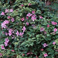 Ihre wunschprodukte bequem von zuhause aus vergleichen und die neuesten trends entdecken. Clematis Texensis Duchess Of Albany Clematis From Garden Center Marketing
