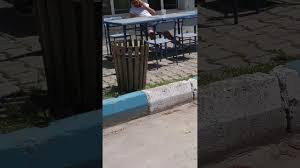 Anne Kedi Yavrularini Nasil Tasir Youtube